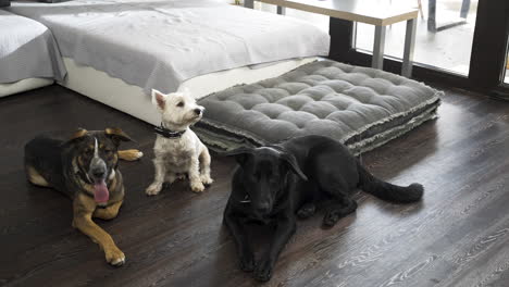 Three-different-dogs-next-to-sofa-in-modern-apartment,-one-sits-up
