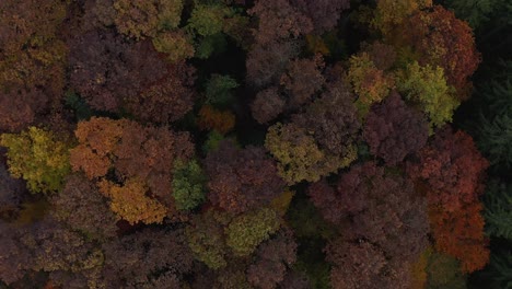 Wunderschöne-Herbstliche-Baumkronenfarben-In-Einem-Langsamen-Flug-In-4K
