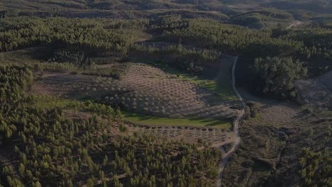 4K-Luftaufnahme-Einer-Neuen-Olivenbaumplantage-In-Der-Portugiesischen-Landschaft,-Drohne-Nach-Vorne-Zeigt-Die-Plantage