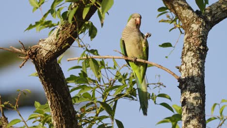 Beautiful-wildlife-composition-capturing-an-elegant-monk-parakeet,-myiopsitta-monachus,-perching-on-tree-branch-with-one-feet,-gracefully-cracking-the-seed,-close-up-shot