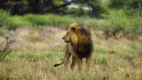 Adult-Male-Lion-Looking-To-The-Side-Standing-In-A-Grassland-In-Central-Kalahari-Game-Reserve,-Botswana,-South-Africa