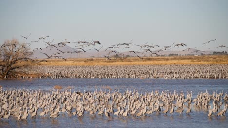 Sandhill-cranes-walking-and-some-flying
