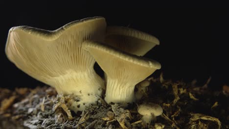 Right-to-left-slow-pan-close-up-of-edible-mushrooms-isolated-on-black-background