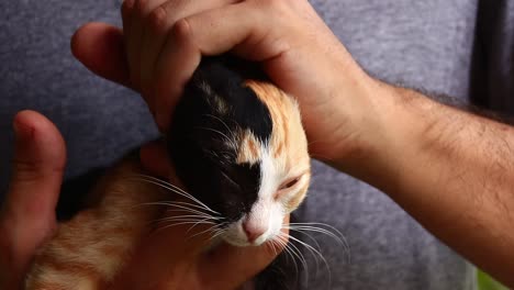 Close-up-of-a-rescued-half-face-calico-kitten-known-as-a-chimera-cat-getting-an-affectionate-pet