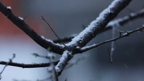 Fresh-Snow-Falling-On-Tree-Branches-During-Winter