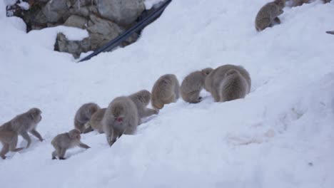 Familie-Japanischer-Makaken-In-Den-Schneebedeckten-Bergen-Von-Nagano