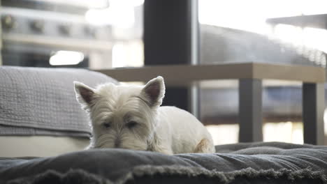 West-highland-white-terrier-dog-lying-on-a-blanket,-chewing-a-snack