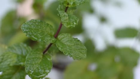 HD-video-of-green-mint-leaves-in-the-wind