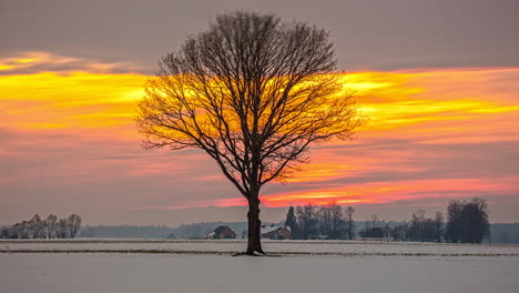 Zeitraffer-Eines-Einsamen,-Blattlosen-Baumes-Mit-Wunderschönem-Orangefarbenen-Sonnenuntergang-Und-Zarten-Wolken
