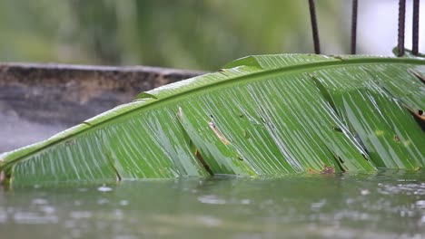Close-up-Static-view-of-heavy-rain-falling-on-the-banana-leaf-partly-submerging-it-in-the-water