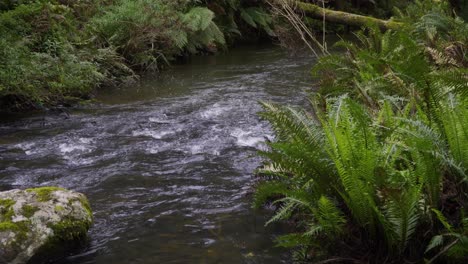 Flowing-creek-in-Otway-National-Park,-panning-shot