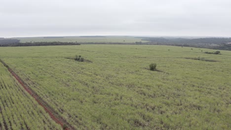 Zuckerrohrplantage-Brasilien-–-Horizontale-Drohnenaufnahmen-In-Der-Nähe-Von-Feldfrüchten