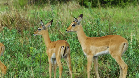 Herd-Of-Young-Springbok-On-Lush-Bushland-At-Moremi-Game-Reserve-In-Botswana