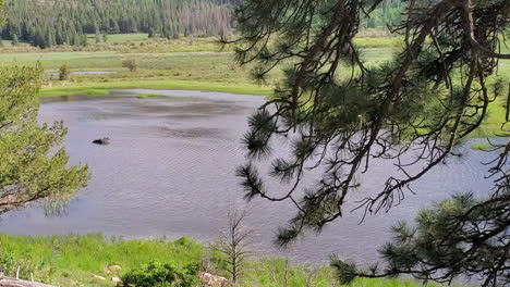 Elchbulle-Im-Seewasser,-Abkühlung-Und-Erfrischung-An-Heißen-Sommertagen-In-Der-Wildnis-Des-Rocky-Mountain-Nationalparks,-Colorado,-USA,-Weite-Aussicht