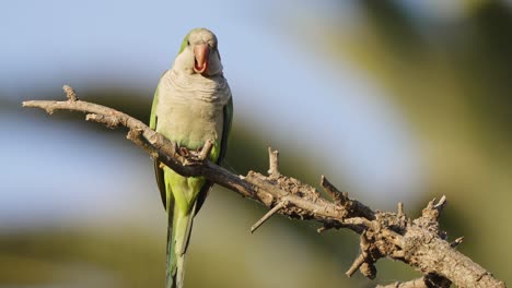 A-front-facing-fierce-monk-parakeet,-myiopsitta-monachus,-perched-on-spiky-tree-branch,-tweeting,-wondering-and-slowly-walking-down-the-stick-on-a-sunny-day