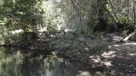 Bewegende-Aufnahme-Eines-Flusses,-Der-Sich-Seinem-Ufer-Nähert,-Mit-Wunderschönem-Wald