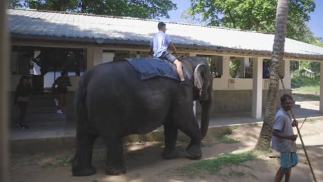 Young-tourist-on-elephant-in-Weligama-village,-Sri-Lanka