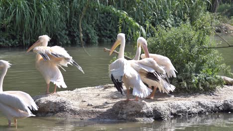 Group-of-Pelicans-resting-on-rocky-island-surrounded-by-natural-pond-during-sunny-day---Slow-motion-medium-shot