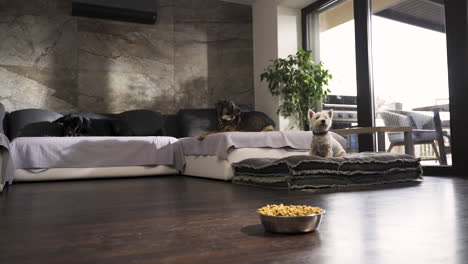 Terrier-jumping-from-sofa-with-two-other-dogs-in-modern-flat,-dog-food
