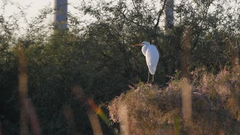 White-egret-perched-over-reeds-and-trees-in-Arizona