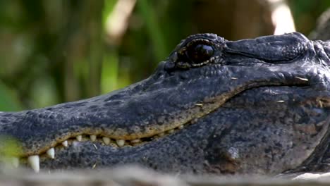 Close-up-of-an-alligator-opening-eye
