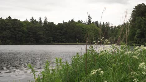 Quiet-Lake-in-Summer-Surrounded-by-Woods