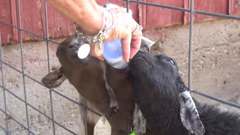 Cabras-Bebiendo-Leche-En-Un-Zoológico-Interactivo