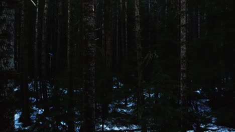 gliding-through-a-deep-dark-scary-evergreen-winter-forest,-aerial-dolly-zoom