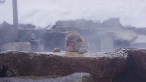 Japanese-Macaque-Bathing-in-Hot-Springs-at-Jigokudani,-Yamanouchi,-Nagano