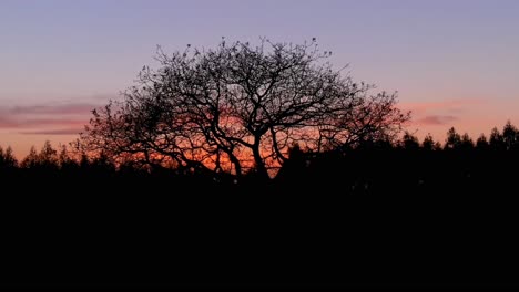Silhouette-Eines-Baumes-Vor-Orangefarbenem-Sonnenuntergangshimmel