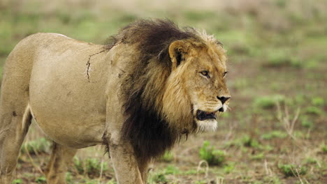 Male-Lion-Walking-On-Wilderness-In-Central-Kalahari-Game-Reserve,-Botswana