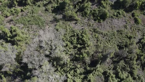 Pantanal---Drone-Del-Humedal-Mirando-Hacia-Abajo-90-Grados-Moviéndose-Bastante-Rápido