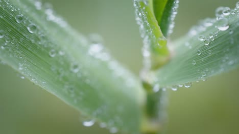 Extreme-close-up-drop-of-morning-dew-falling-on-natural-green-leaves-of-plants