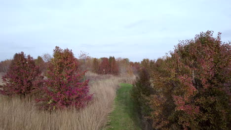 moving-through-prairie-forest-in-autumn,-drone-view