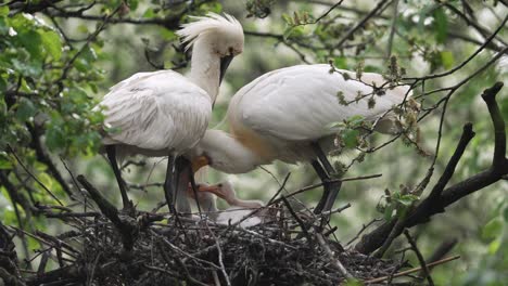 Spoonbill-parent-feed-hungry-chicks-in-nest-by-regurgitating-food---full-shot
