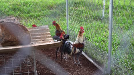 Group-of-juvenile-Old-English-Game-chickens-in-mesh-coop-next-to-grass