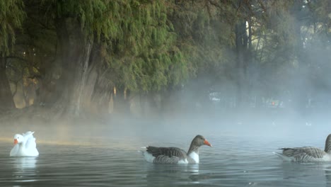 Einige-Enten-Schwimmen-Zwischen-Dem-Nebel-Des-Camecuaro-Sees-Und-Den-Ersten-Strahlen-Der-Morgensonne