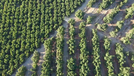 Aerial-top-down-of-a-blue-tractor-spraying-pesticides-on-waru-waru-tangerine-plantations-in-a-farm-field-on-a-sunny-day