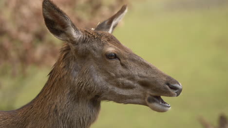 Close-up-shot-of-Wild-Deer-eating-Outdoors-in-nature-during-sunny-day---Portrait-shot-of-cute-deer-chewing-in-slow-motion