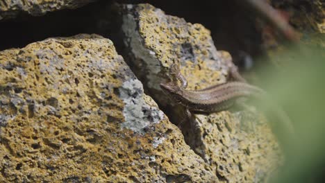 lizard-checking-for-something-around-him