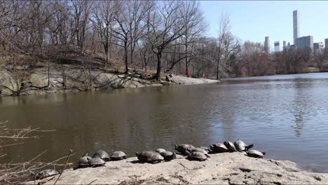 Central-Park-New-York-Motion-Timelapse-on-lake-with-tortoises,-boats-and-buildings-on-the-background