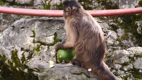 Capuchin-Monkey-sitting-on-rock-and-eating-fresh-mango-outdoors-in-nature