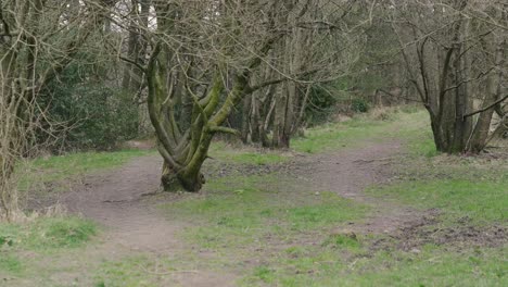 Muddy-paths-in-English-farmland-leading-into-a-woodland-area