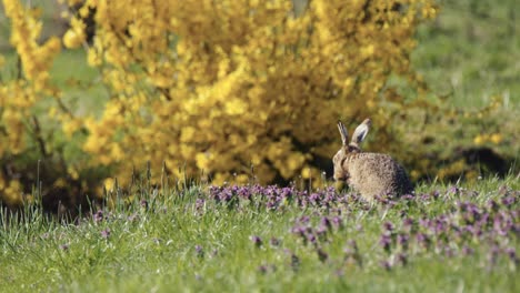 Lone-hare-in-meadow-groom-and-wash-by-gliding-paws-over-face---slow-motion