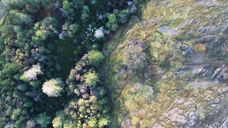 Luftmooswald-Auf-Vancouver-Island,-Kanada,-Einsamer-Baumhügel
