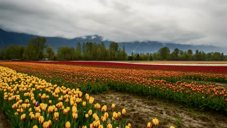 Timelapse-of-Blooming-Red-and-Yellow-Tulip-Flowerbed-lighting-with-snow-clad-mountain-range-in-background---Dramatic-clouds-flying-at-sky---Spectacular-Nature-Scene-in-rural-area---Time-lapse