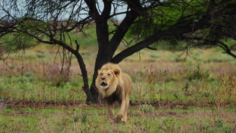 Lion-Walking-In-The-Savannah-In-Central-Kalahari,-Botswana---wide-shot
