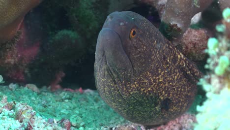 Yellow-edged-moray-eel-close-up-between-coral-rocks