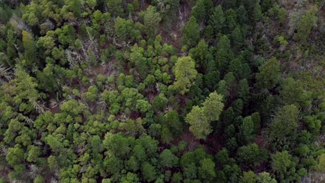 Drone-shot-aerial-view-circling-3-trees-counter-clockwise-in-forest-mountainside-with-trees-smaller-and-dead