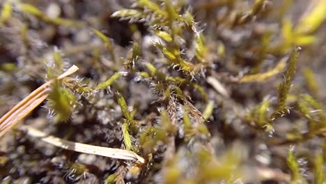 Macro-View-of-Moss-Super-Close-Up---Thunder-Mountain,-Vancouver-Island,-BC,-Canada